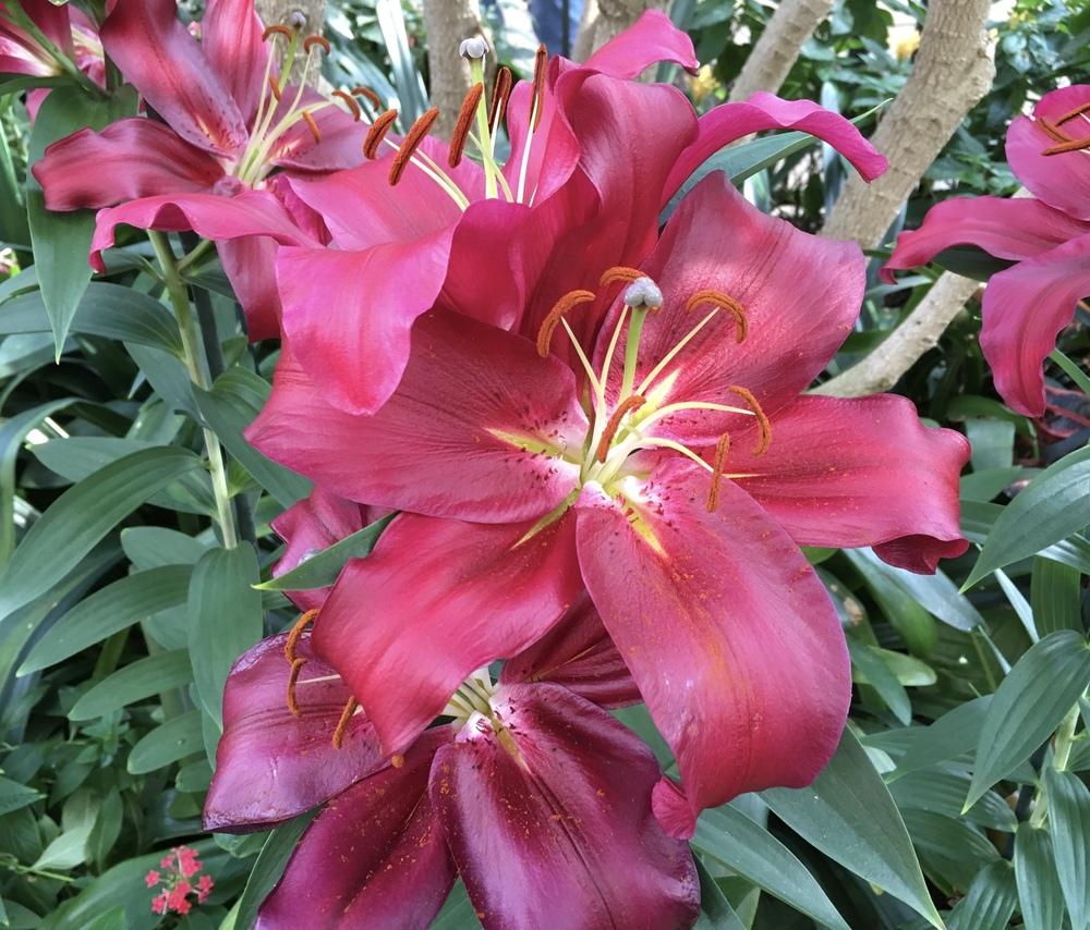Lilium Oriental 'Budapest'